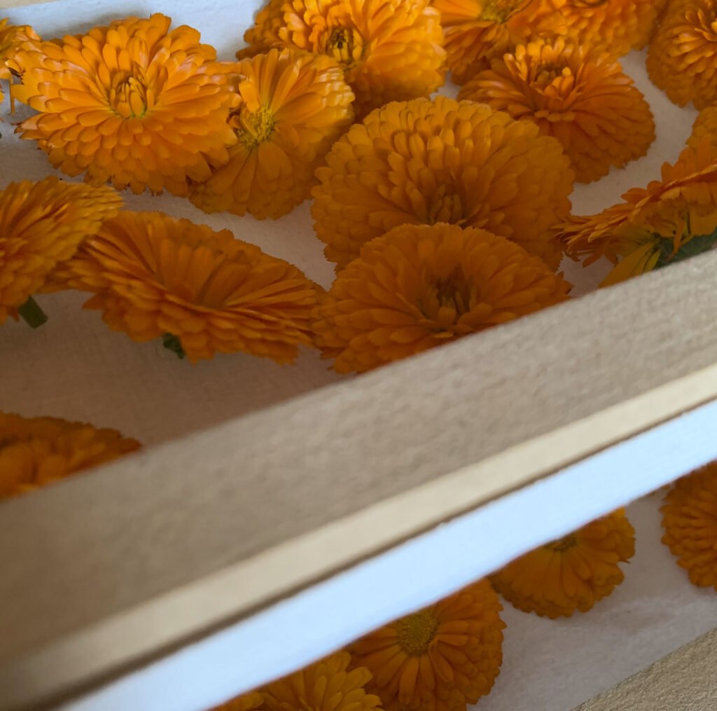 BIM-balm (bálsamo nutritivo para nariz y almohadillas) - Imagen 4